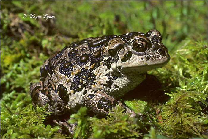 Western Toad 102 by Dr. Wayne Lynch &copy;